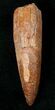 Large Rooted Cretaceous Crocodile Tooth - Long #18207-2
